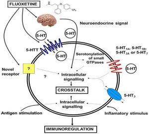 Fluoxetine mechanism of action.12