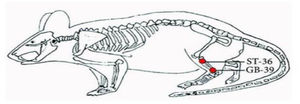 Acupoints GB39 location in rat.6