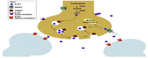Selective serotonin reuptake inhibiters mechanism of action.10