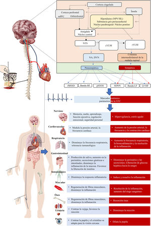 Propuesta de integración fisiológica sistémica en acupuntura tomando como marcador sistémico a la variabilidad de la frecuencia cardíaca (VFC). Se consideran las conexiones simplificadas entre la corteza cerebral, diencéfalo y tallo cerebral, y las medidas de la VFC incluyendo las vías por las que la corteza prefrontal podría influir en el control de la frecuencia cardíaca31,43,124. Las cortezas prefrontal, cingulada e ínsula forman una red interconectada con una comunicación bidireccional con la amígdala (flechas discontinuas). La amígdala está bajo control inhibitorio tónico a través de vías vagales prefrontales a las células intercaladas en la amígdala. La activación del núcleo central de la amígdala inhibe el núcleo del tracto solitario (NTS), que a su vez inhibe las entradas inhibitorias medulares ventrolaterales caudales (cVLM) a las neuronas simpaticoexcitadoras y simultáneamente inhibe las neuronas motoras vagales en el núcleo ambiguo (NA) y el núcleo motor vagal dorsal (DVN). Además, el núcleo de la amígdala central puede activar directamente a las neuronas simpaticoexcitadoras en la médula rostral ventrolateral (rVLM), lo que, a su vez, aumenta la salida simpática. La corteza prefrontal inhibe a la amigada central que, a su vez, quita el freno sobre el núcleo del tracto solitario favoreciendo la actividad del núcleo motor dorsal del vago y, por ende, la salida parasimpática. Los parámetros de la VFC indican la actividad de ambas ramas y sus influencias sobre los efectores orgánicos. La acupuntura, al incidir sobre los parámetros de la VFC, sugiere vías de activación a nivel de la corteza cerebral, diencéfalo, tallo cerebral y médula espinal. En función de las demandas y estado del paciente, activará al parasimpático o al simpático, influyendo sobre los efectores orgánicos que reciben inervación de ambas ramas del sistema nervioso autónomo. HF: rango de alta frecuencia; LF: rango de baja frecuencia; pNN50: porcentaje del total de pares de intervalos que difieren en más de 50 ms; rMSSD: raíz cuadrada promedio de las diferencias de la suma de los cuadrados entre intervalos RR adyacentes; SDNN: desviación estándar de los intervalos RR.