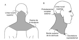 Topografía de la región cervical. Modificada de Martínez Torres28.