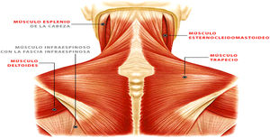 Músculos de la región cervical. Fuente: Keith ML. Fundamentos de anatomía con orientación clínica. LWW Wolters Kluwer; 2019.