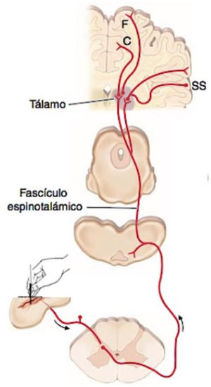 Atlas anatómico de los puntos de acupuntura. 2017. Fuente: Lara DG.