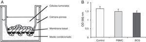 Ensayo de invasión celular. A) Se muestra un esquema representativo de la cámara porosa cubierta de membrana basal, a través de la cual pueden pasar las células con capacidad invasiva. B) Se observa el comportamiento de las células tumorales según los grupos de estudio. Las células migratorias en la parte inferior de la membrana de policarbonato se tiñeron y cuantificaron a 560nm OD después de la extracción. No se observaron diferencias estadísticamente significativas.