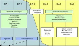 Relación entre evolución, tratamiento y pronóstico en la intoxicación por amanitinas.