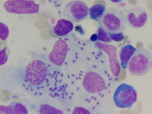 Parásitos de Leishmania sp. en histiocitos de médula ósea. Wrigth 1.000x.