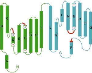 Estructura del monómero del canal ClC de Salmonella Typhimurium (StClC). Las hélices alfa (A a R) se dibujan como cilindros con la región extracelular hacia arriba y la región intracelular hacia abajo. Las dos mitades de la subunidad son de color verde y cian, y las regiones que forman la selectividad del filtro para Cl- se marcan en rojo. Tomada de Dutzler et al.24 con permiso del editor. El color de esta figura solo puede apareciarse en la versión electrónica del artículo.