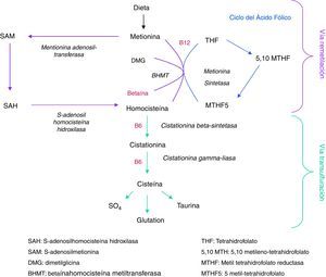 Metabolismo de la homocisteína.