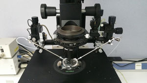 Detalle de microscopio con pletina calefactada y micromanipuladores. Fotografía del autor.