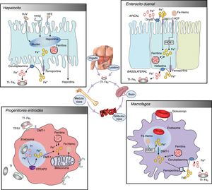 Homeostasis del hierro.
