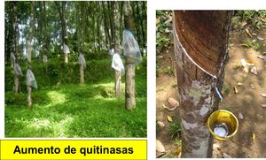 ¿Se defiende el látex de una explotación excesiva?