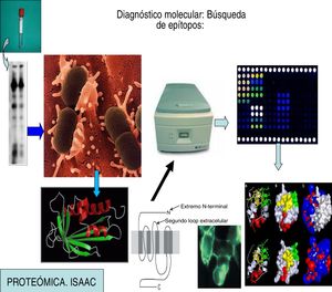 Búsqueda de epítopos basados en el diagnóstico molecular.