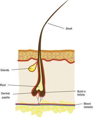 The general morphology of the eyelash and its surrounding skin.