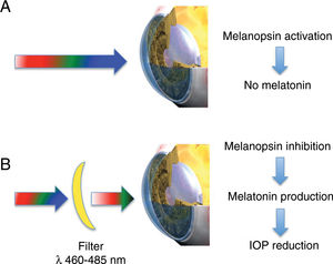 Light-mediated effect on the lens. (A) White light, and in particular its blue component, stimulates the melanopsin receptor blocking the local synthesis of melatonin in the lens. (B) When a filter eliminating blue light component (λ 460–485 nm) is used, melanopsin is not stimulated and the local synthesis of melatonin in the human lens epithelium occurs. Since melatonin is released to the aqueous humour, this substance can act on melatonin receptors present in the ciliary body reducing intraocular pressure.
