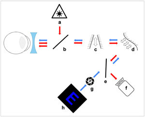 Experimental set-up using a Badal optometer for subjects to subjectively find their FP in blue or white light. Arrows show the path of the infrared (red) and stimulus (blue) light. (a) IR laser diode, (b) and (e) Beam splitter, (c) Badal system, (d) Deformable mirror, (f) Wavefront sensor, (g) Artificial pupil and (h) Blue target.