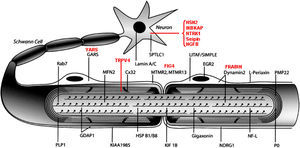 Dibujo esquemático de una fibra nerviosa mielinizada adaptado de Niemann et al14. Las proteínas mutadas, causales de CMT, HMN o HSAN, identificadas hasta 2006 figuran en negro, mientras que las descritas con posterioridad aparecen en rojo. Se mantienen las designaciones y acrónimos anglosajones porque son los que figuran en PubMed y OMIM. El significado de los acrónimos se recoge en el pie de la tabla 1. Nótese que mutaciones de SPTLC1 (serine palmitoyltransferase long chaín base subunit 1), HSN2 (hereditary sensory neuropathy type 2), NTRK1 (neurotrophic tyrosine kinase receptor type 1), IKBKAP (inhibitor of kappa light poypeptide gene enhancer in B-cells) y NGF1 (nerve growth factor beta polypeptide) están involucradas en la etiopatogenia de la neuropatías sensitivas y autonómicas hereditarias, no revisadas en este trabajo (ver texto).