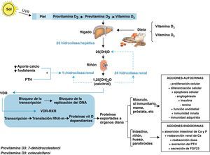 Acciones endocrinas y autocrinas de la vitamina D.