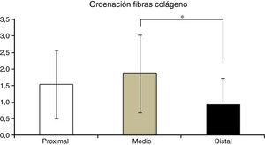 Evaluación histológica de los 3 segmentos del LCA. Se determinaron diferencias en la ordenación de las fibras de colágeno, presentándose una maduración menor en el segmento distal en comparación al segmento medio. *p=0,042.