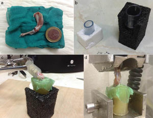 Método de preparación de las muestras para el estudio biomecánico: a) pieza anatómica; b) tubos de plástico; c) ambos extremos de la extremidad embutidos en las piezas de plástico mediante una resina; d) colocación de la pieza en la máquina de tracción.