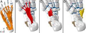 Modelo por elementos finitos de fascia plantar A), ligamento plantar largo B), ligamento plantar corto C) y ligamento Spring D), incluidos en el modelo.