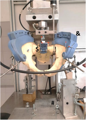 Montaje experimental para el ensayo a carga axial en escenario de apoyo monopodal. $ Cuña de acoplamiento del espécimen al cabezal. # Tensores e hilos para reproducir la acción muscular. & Pieza para conexión de los hilos. * Cuña de aluminio para la sujeción del vástago de apoyo.