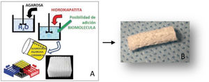 A) Esquema que muestra los diferentes pasos para la obtención de soportes basados en CHA. B) Soporte final de CHA previo a la implantación con tamaño de 15 x 5 mm.