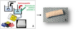 (A) Graph showing the different steps for obtaining CHA-based substrates. (B) Final CHA scaffold prior to implantation with a size of 15mm×5mm.