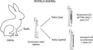 Esquema del modelo animal. Cada espécimen fue intervenido en ambas patas, por lo que sirvió como caso y control.