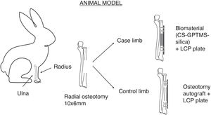 Diagram of the animal model. Each specimen was operated on both limbs, thus serving as both case and control.