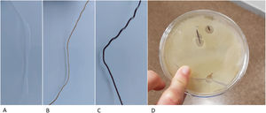 PLA filament loaded with different substances. (A) Neutral PLA filament. (B) Filament with 10% hydroxyapatite content, ready to be used for the creation of matrices with FDM printers. (C) Filament with 30% hydroxyapatite. (D) Vancomycin-loaded filament in a Petri dish with vancomycin-sensitive pathogens.