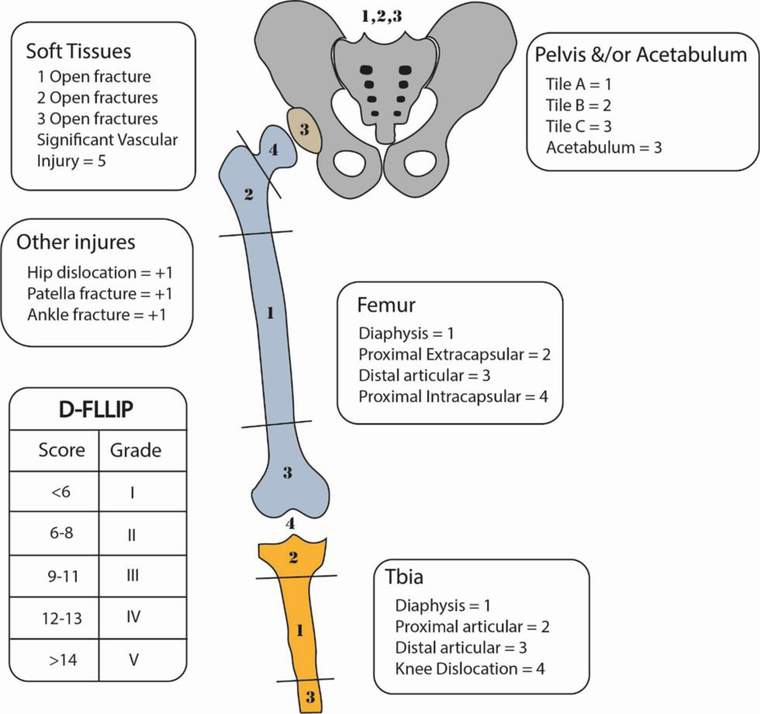 Development of the D-FLLIP classification for ipsilateral floating hip ...
