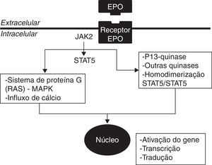Mecanismo de ação da eritropoietina responsável pela eritropoiese. A ativação da JAK2 (Janus tyrosine kinase) induz a fosforilação da tirosina e dimerização de STAT (Signal transducer and activator of transcription), desencadeando a transdução do sinal por vias como JAK2/STAT5 do sistema, RAS (proteína G), canal de cálcio e quinases (adaptado de Ng et al.31).