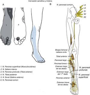 A: inervación sensitiva de la pierna y el pie. B: recorrido del nervio ciático y sus ramas.