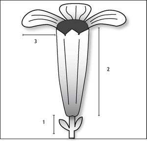 Flor de Petrocoptis viscosa (Rothm.) con las 3 variables morfométricas estudiadas: longitud del pedúnculo (1), longitud del cáliz (2) y longitud del miembro-pétalo (3).