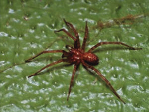 Araña doméstica del género Tegenaria.