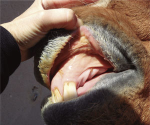 Mucosa oral de un caballo con ictericia.