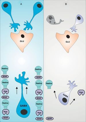 Migración de interneuronas en el trastorno bipolar: (A) Muestra la influencia del BDNF, la reelina y la Nrg1 sobre la migración de interneuronas GABAérgicas, de tal manera que su correcta expresión determinará la correcta inclusión a un circuito inhibitorio, compuesto en su mayoría por neuronas piramidales glutamaérgicas15,20,28. (B) La reducción en la expresión de dichas moléculas no solo procuran alteraciones en la dirección de la migración de las interneuronas GABAérgicas, sino una maduración insuficiente de las mismas, que traducirá una inclusión aberrante al circuito inhibitorio y consecuentemente la muerte por apoptosis12.