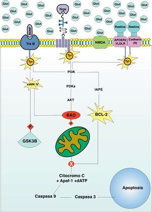 Vías antiapoptóticas deficientes en el trastorno bipolar: los receptores para el BDNF, Nrg1 y Reelina son moléculas transmembrana asociadas a un residuo de tirosina. La activación del TrkB induce la fosforilación de GSK-B y su consecuente salida del complejo de destrucción, así como la fosforilación e inactivación de BAD, una molécula que promueve la vía intrínseca de la apoptosis. Tanto el TrkB como el receptor de la Nrg1 promueven la activación del PI3K, que culmina en la inactivación de BAD48,49. Por su parte, la actividad del receptor de la reelina promueve la activación de BCL-2, quien evita la salida del Citocromo C de la mitocondria42.