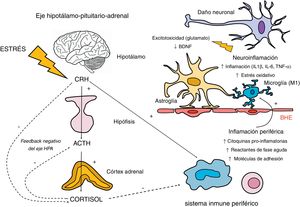 Implicación del eje hipotálamo-pituitario-adrenal (HPA) y el sistema inmune en la respuesta neuroinflamatoria. El eje HPA se activa en respuesta a la exposición a estímulos estresantes físicos y psicológicos, mediante la secreción de la hormona liberadora de corticotropina (CRH) por el hipotálamo. Esta hormona, a su vez, estimula la síntesis de corticotropina (ACTH) en la hipófisis, que estimula la secreción de cortisol por las glándulas adrenales. La regulación de la secreción de cortisol está sujeta a un mecanismo de retroalimentación negativo (conocido como feedback negativo), mediante el cual el propio cortisol inhibe la síntesis de sus precursores (CRH y ACTH). En esta inhibición participan los receptores glucocorticoideos del hipotálamo y la hipófisis, además de los receptores glucocorticoideos y mineralocorticoideos presentes en el hipocampo. En cuanto a la relación del eje HPA y la respuesta inflamatoria periférica, si bien el cortisol la inhibe ejerciendo un efecto inmunosupresor, existe una estimulación inflamatoria por otras hormonas del eje HPA como la CRH. Esta relación es bidireccional, ya que la activación de la respuesta inflamatoria periférica puede estimular al eje HPA. Los productos de esta inflamación periférica, en la que participan los macrófagos y linfocitos, pueden atravesar la barrera hematoencefálica (BHE) y desencadenar una reacción neuroinflamatoria mediante la estimulación de la microglía en formas activadas M1. Esta activación de la microglía genera una cascada inflamatoria mediante la liberación de citoquinas y especies reactivas del nitrógeno y oxígeno, induciendo la activación de la astroglía, que a su vez amplifica las señales inflamatorias dentro del sistema nervioso central. Además, existe una liberación excesiva de glutamato por parte de los astrocitos y también de mediadores de estrés oxidativo por parte de la microglía activada (relacionados con la inducción de la enzima indolamina 2,3 dioxigenasa [IDO]). Estos mecanismos afectan negativamente a la producción de factores neurotróficos, como el factor neurotrófico derivado del cerebro (BDNF), y a la neurogénesis.