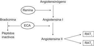 Esquema clásico del sistema renina angiotensina ECA: enzima conversiva de angiotensina II; RAT1 y RAT2: receptores de la angiotensina II.