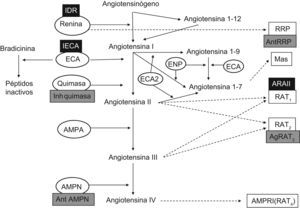 Esquema actual del sistema renina angiotensina incluyendo los nuevos componentes y las posibilidades de actuación farmacológica. Ag RAT2: agonista del receptor AT2; AMPA y AMPN: aminopeptidasa A y N; AMPRI: aminopeptidasa regulada por insulina; Ant AMPN: equal;antagonista de Aminopeptidasa N; Ant RRP: antagonista del receptor de renina/prorrenina; ARAII: antagonista del receptor AT1; ECA: enzima conversiva de Angiotensina; ENP: endopeptidasa; Mas: Oncogén Mas; IECA: inhibidor de la enzima conversiva de angiotensina; IDR: inhibidor directo de la renina; Inh quimasa: inhibidores de la quimasa. RAT1 y RAT2: receptores de la angiotensina II; RAT4: receptor de la angiotensina IV; RRP: receptor de renina/prorrenina. (Con fondo negro posibilidades terapéuticas actuales, con fondo gris posibilidades futuras).