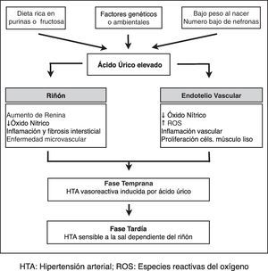 Modelo de hipertensión arterial mediada por el ácido úrico. HTA: hipertensión arterial; ROS: especies reactivas de oxígeno. Adaptado de Feig et al.10.