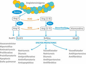 Sitios de acción de la enzima convertidora de angiotensina (ECA) y ECA2 en la cascada del sistema renina angiotensina. MrgD: receptor Mas acoplado a proteína G tipo D; RcAT1: receptor de Ang II tipo 1; RcAT2: receptor de Ang II tipo 2; RcMas: receptor Mas de Ang 1-7.