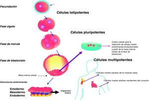 Tipos de células madre acorde con las diferentes etapas del desarrollo.