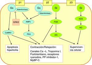 Mecanismo de acción de la activación de los receptores β. Los receptores β1 se acoplan a la proteína Gs, la vía de la PKA, responsable del incremento de la contractilidad. Hay una vía alternativa, a través de la CaMKII, que también activa la contractilidad, pero además activa la apoptosis. Los receptores β2 están ligados no sólo a la proteína Gs sino también a la Gi. Por medio de ésta se activa la PI3K, que inhibe la vía de la PKA y activa la molécula Akt. Los receptores β3 tienen un efecto protector celular, por medio de la producción de NO. La GRK2 inhibe la vía de la PKA. AMPc: adenosin-monofosfato cíclico; CaMKII: calciomodulina-proteincinasa; GRK2: cinasa acoplada al receptor de proteína G; MyBP-C: proteína-C de unión a la miosina; NOS: sintetasa de NO; PI3K: fosfoinositol-3-cinasa; PKA: proteincinasa A; PP: protein-fosfatasa.
