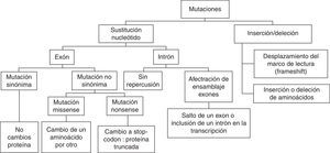 Tipos de mutaciones en patología cardíaca y sus consecuencias.