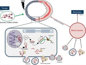 Síntesis y liberación de microRNAs al torrente sanguíneo tras un infarto agudo de miocardio.