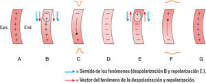 A) Fase de reposo auricular. B y C) Secuencia de despolarización. D) Despolarización completa. E y F) Secuencia de repolarización auricular.