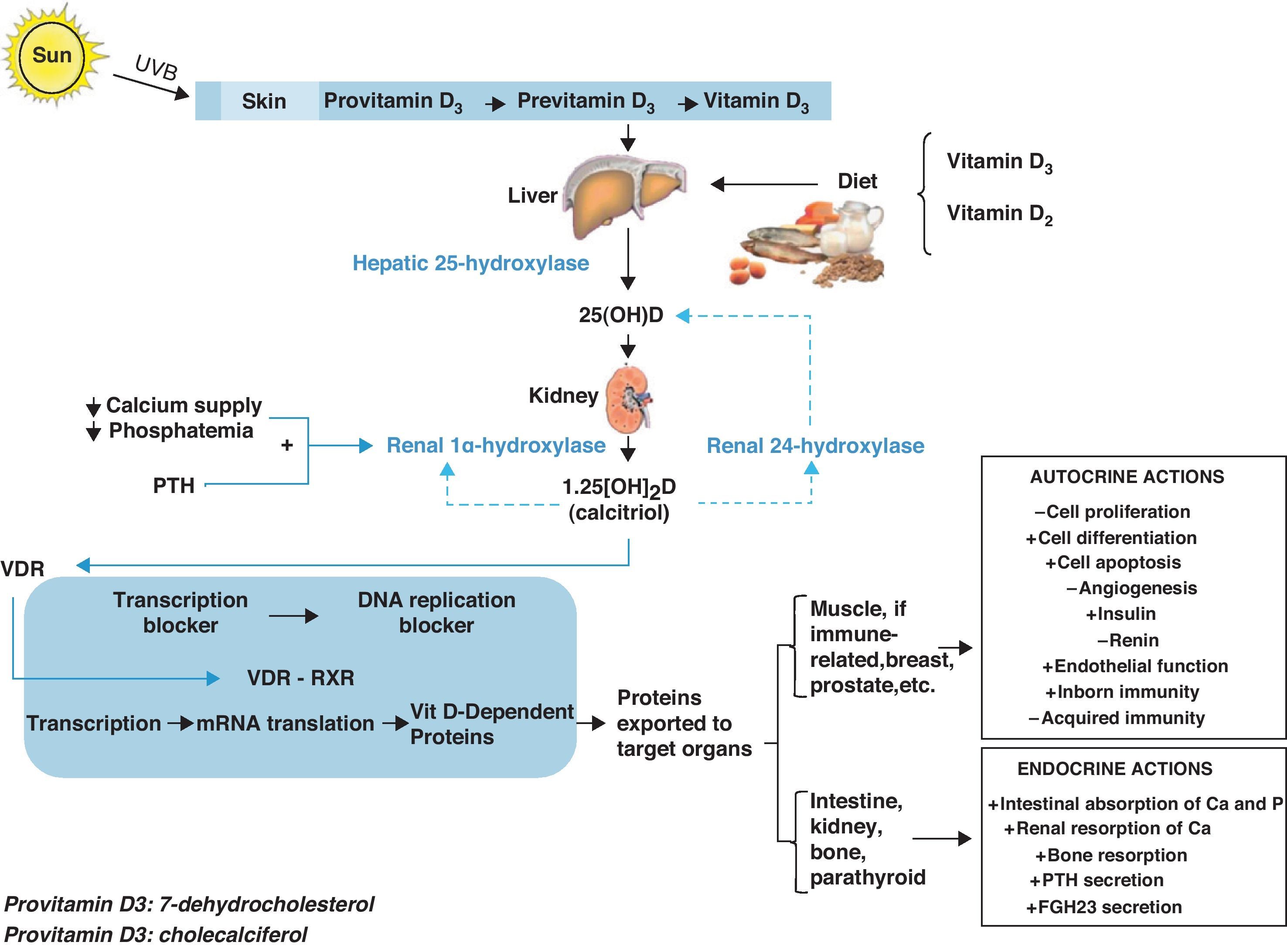 Aspects of interest on vitamin D for the traumatologist and orthopaedic ...