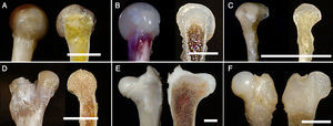 Macroscopic image of the proximal end of the femur and sagittal section. (A) Xenopus. (B) Frog. (C) Triton. (D) Lizard. (E) Chicken. (F) Human (foetus at 18 weeks). (Image bar: A, 5mm; B, 5mm; C, 10mm; D, 5mm; E, 10mm; F, 5mm).